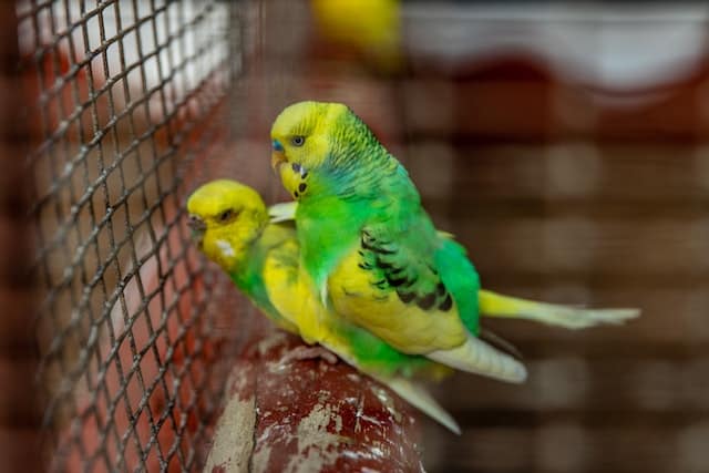 keep your budgie healthy