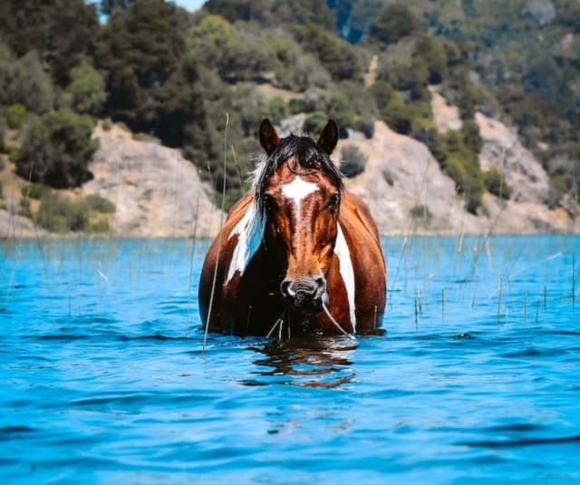 Can Wild Horses Swim