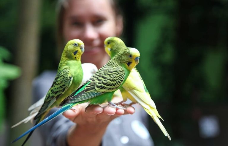 How to Keep Your Budgie Healthy and Happy