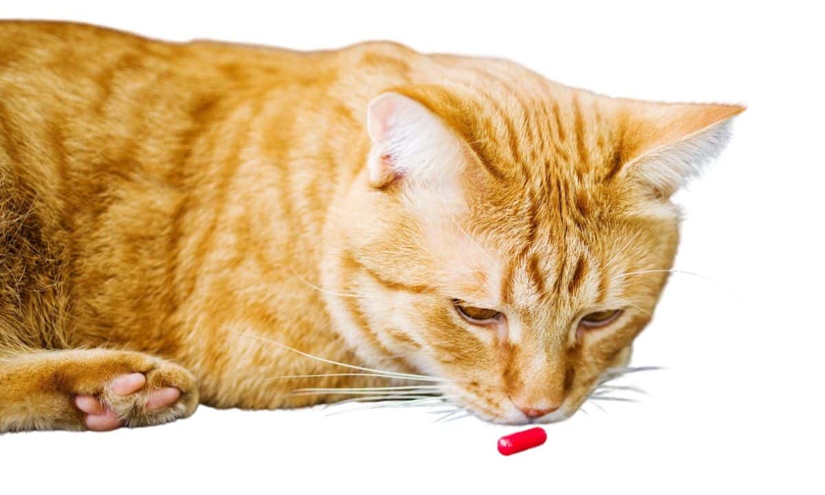 Can You Use Amoxicillin For Cats Without Vet Prescription?