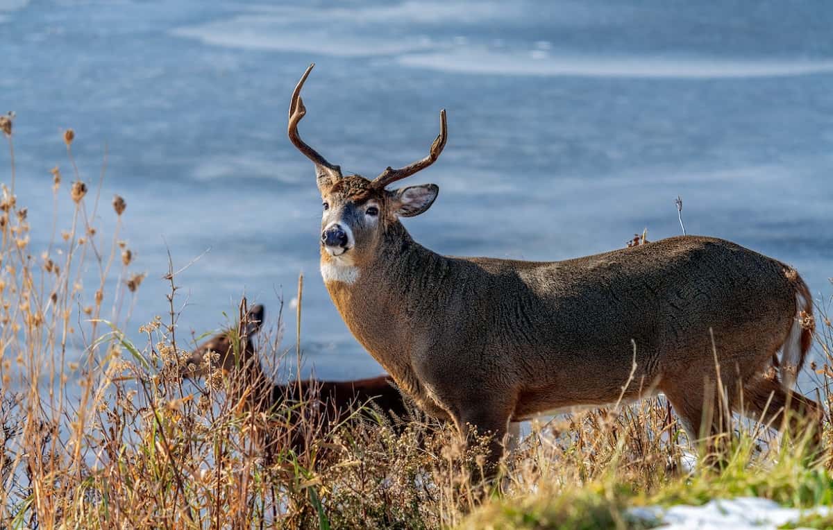 Can A Deer Swim? The Answer May Shock You!