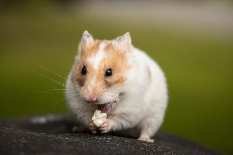 can hamsters eat celery