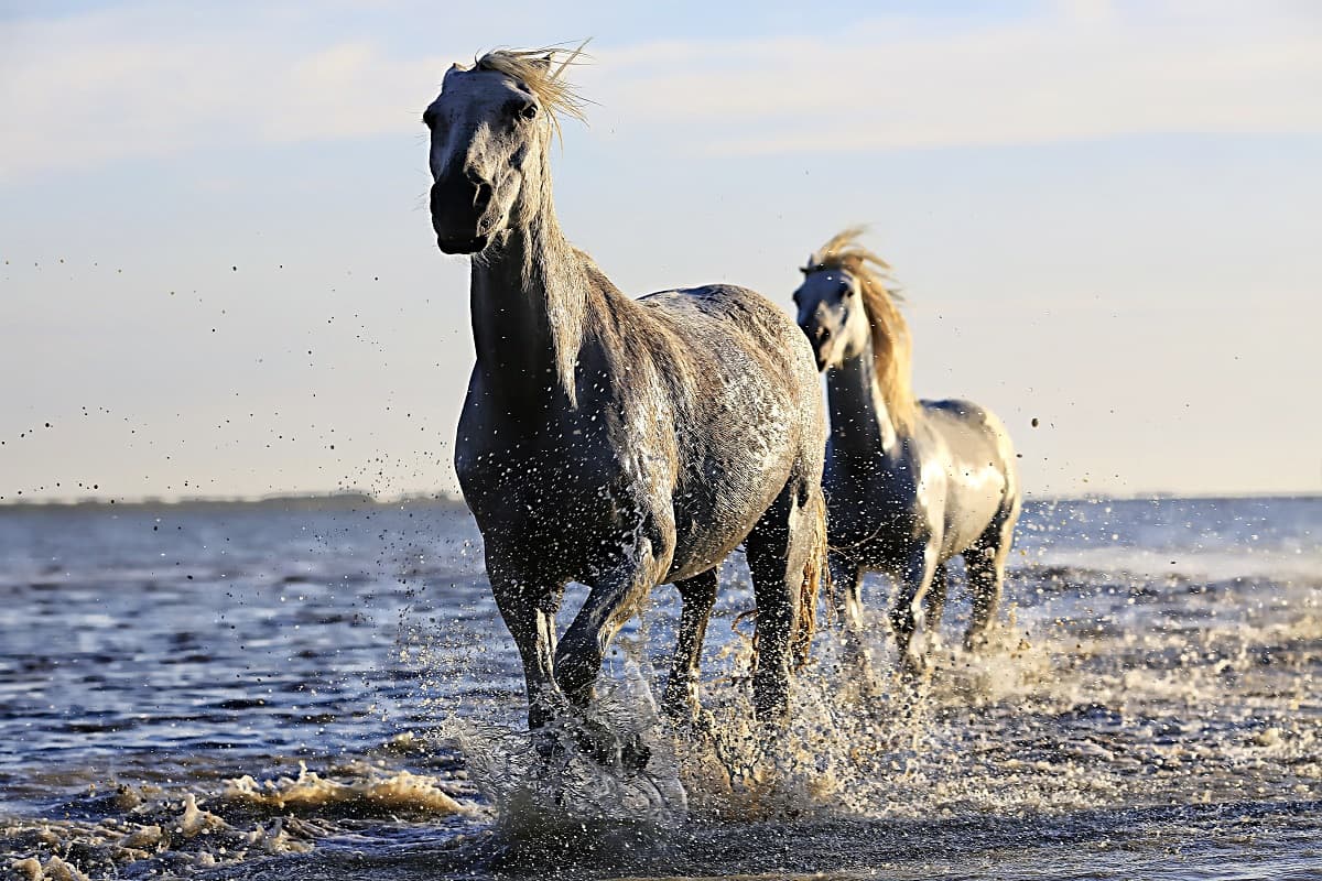 can horses swim