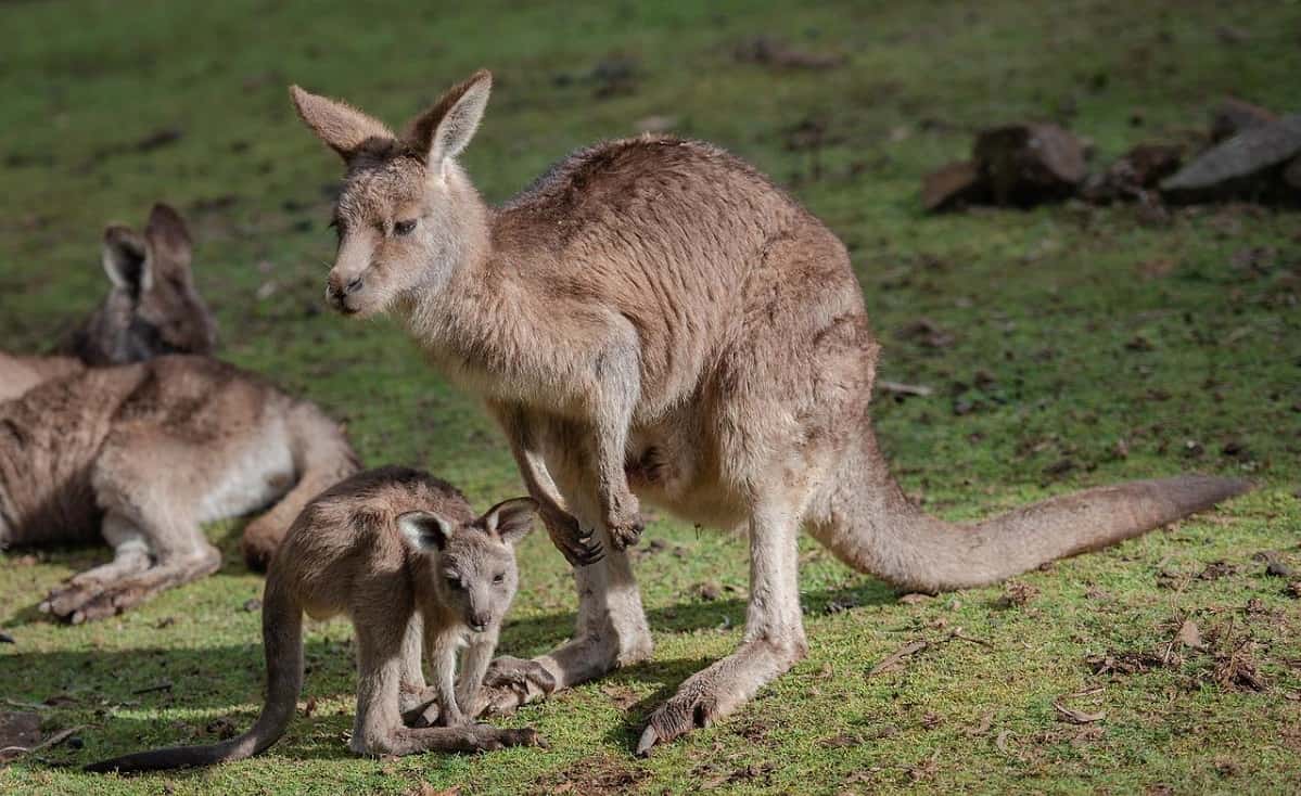 Can Kangaroos Swim? Answer May Surprise You!