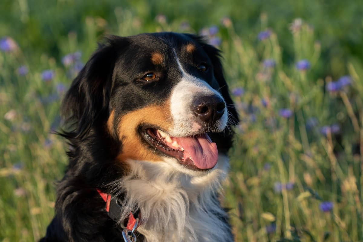 Corgi Bernese Mountain Dog Mix Breed Information, Price, Appearance, Temperament, Sale & More