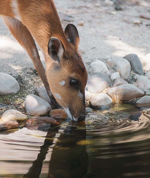 Why Do Deer Go In The Water