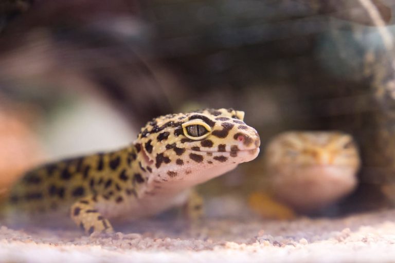  do leopard geckos have teeth