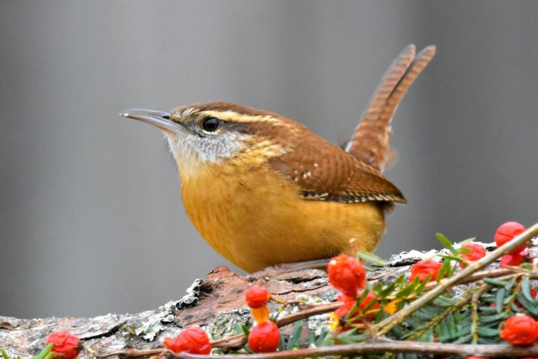 why do wrens sing so much