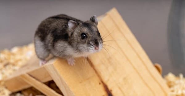 How Long Do Dwarf Hamsters Live