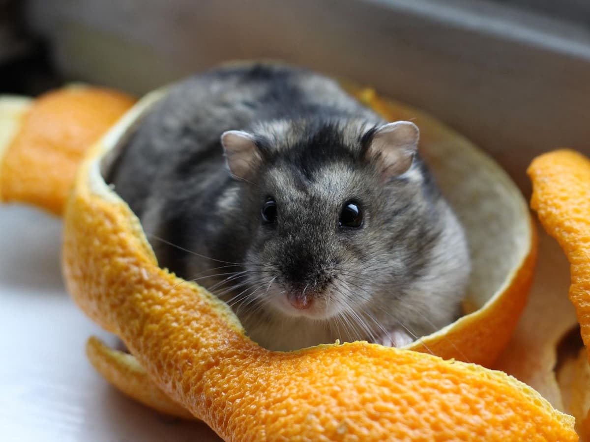 How Long Do Dwarf Hamsters Live?