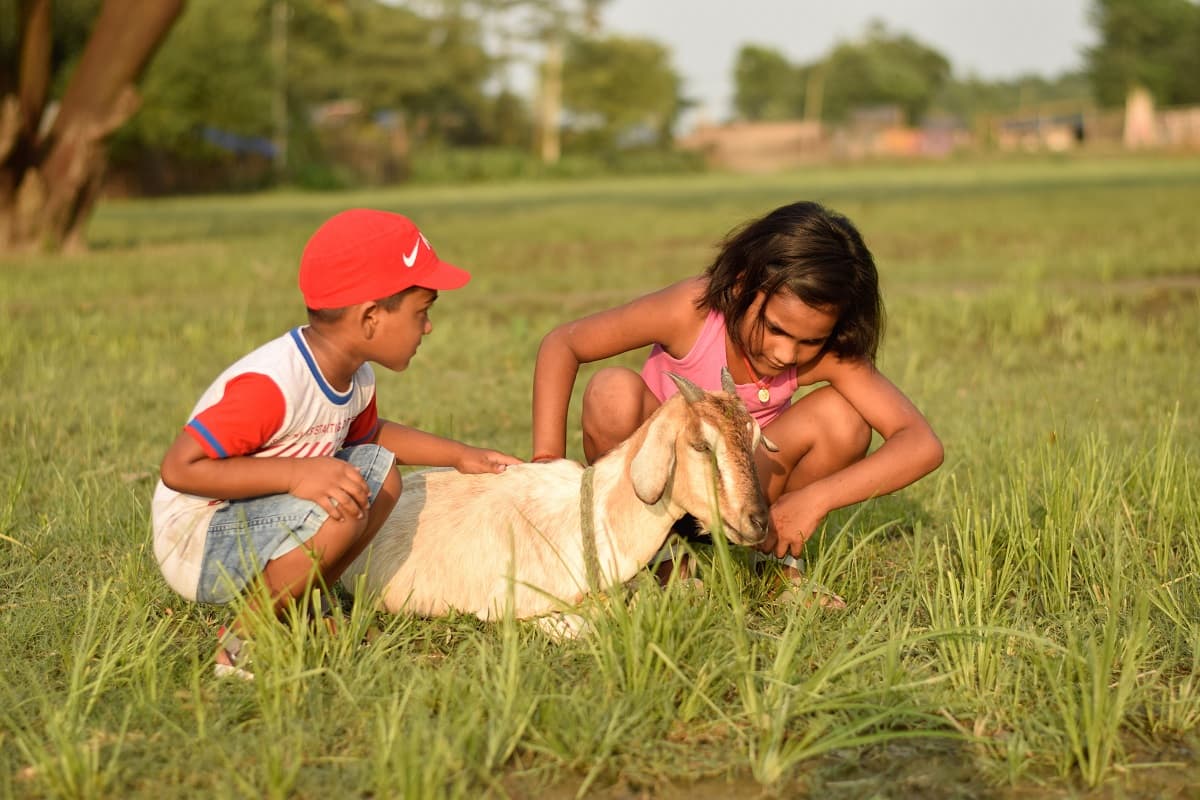 Is goat milk good for dengue?