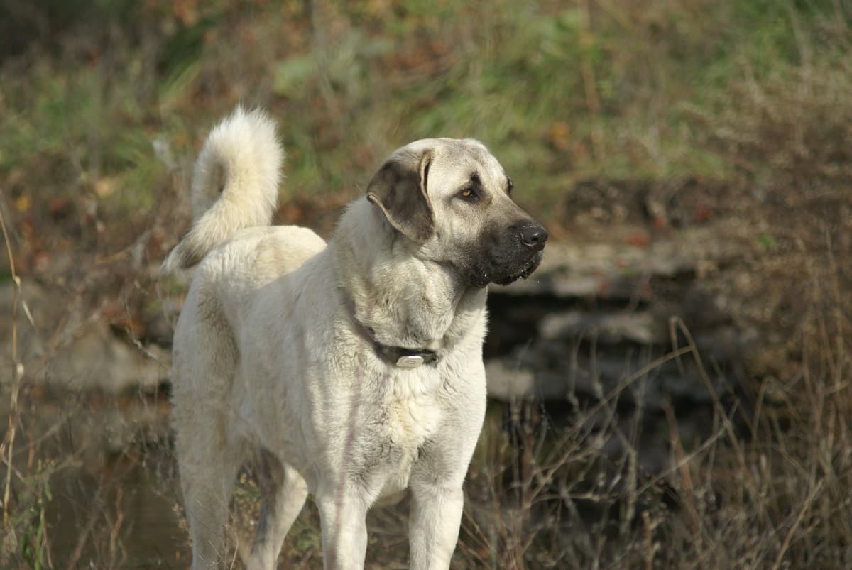 Kangal Dog Breed Information, Price, Appearance, Temperament, History, Training, Grooming, and More