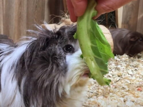 Can Guinea Pigs Eat Cauliflower? A Guide to Feeding Your Pet