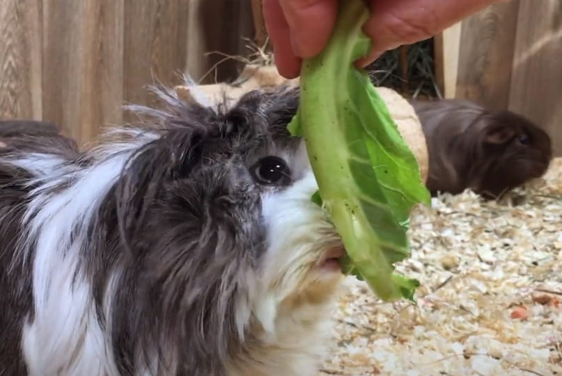 Can Guinea Pigs Eat Cauliflower