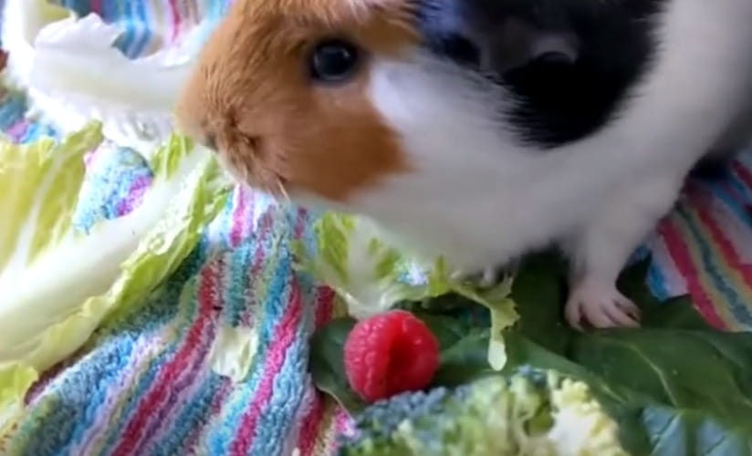Can guinea pigs eat raspberries